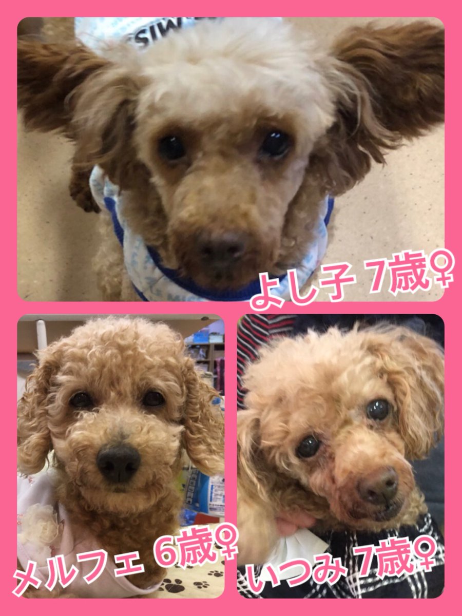 🐾今日のニャンワンの日🐱🐶今日の里親様募集中ワンコ🐶メンバーです🐾2019,10,21